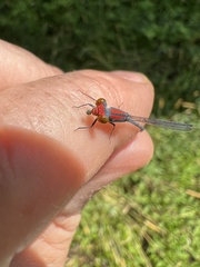 Neoneura aaroni