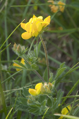 Lotus corniculatus corniculatus