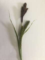 Carex acuta