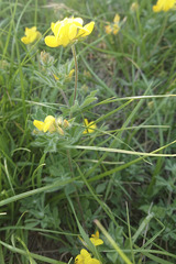Lotus corniculatus corniculatus