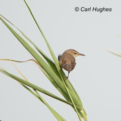 Acrocephalus stentoreus