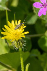 Oedemera crassipes