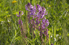 Polygala major