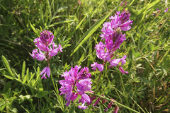 Polygala major