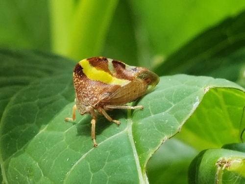 Camel Treehopper photo 4
