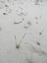 Festuca saximontana