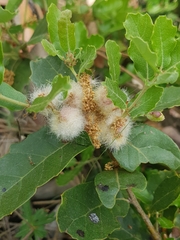 Andricus quercusramuli