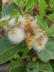 Andricus quercusramuli