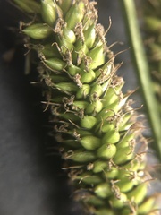Carex acuta