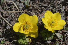 Trollius ranunculinus