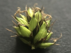 Carex acuta
