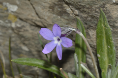 Primula nivalis