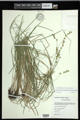 Carex echinodes