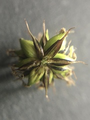 Carex acuta