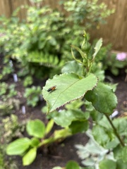 Arge pagana stephensii