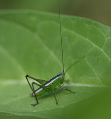 Conocephalus cinereus
