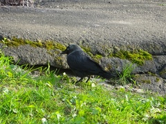 Corvus monedula