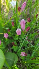 Spigelia alabamensis