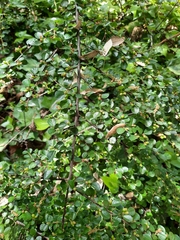 Cotoneaster horizontalis