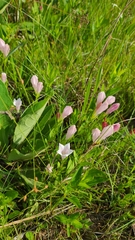 Spigelia alabamensis