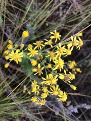Senecio crenatus