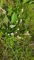 Spigelia alabamensis