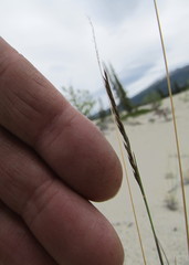 Festuca saximontana