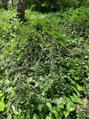 Cotoneaster horizontalis