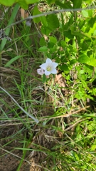 Spigelia alabamensis