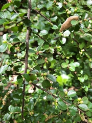 Cotoneaster horizontalis