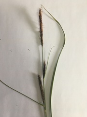Carex acutiformis