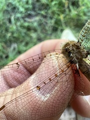 Neurocordulia molesta