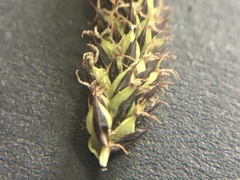 Carex acutiformis