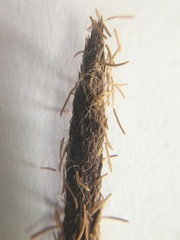 Carex acutiformis