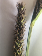 Carex acutiformis