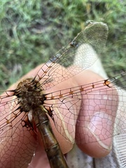 Neurocordulia molesta