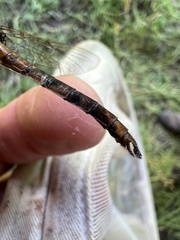 Neurocordulia molesta