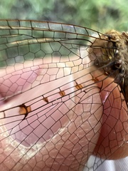 Neurocordulia molesta