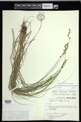 Carex echinodes