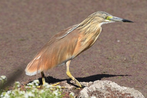 Squacco Heron