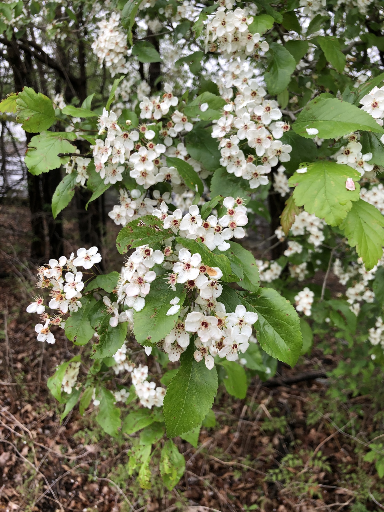 Crataegus viridis