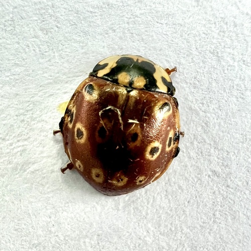 Eye-spotted Lady Beetle photo 4