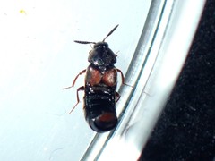 Aleochara curtula