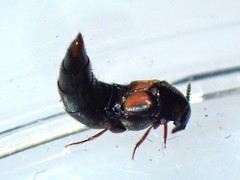 Aleochara curtula