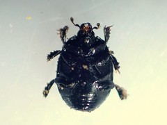 Margarinotus ventralis