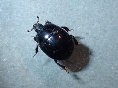 Margarinotus ventralis