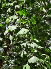 Ginkgo biloba
