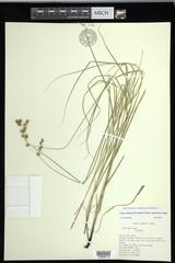 Carex echinodes