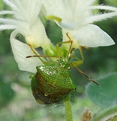 Elasmostethus interstinctus