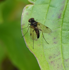 Chrysopilus cristatus